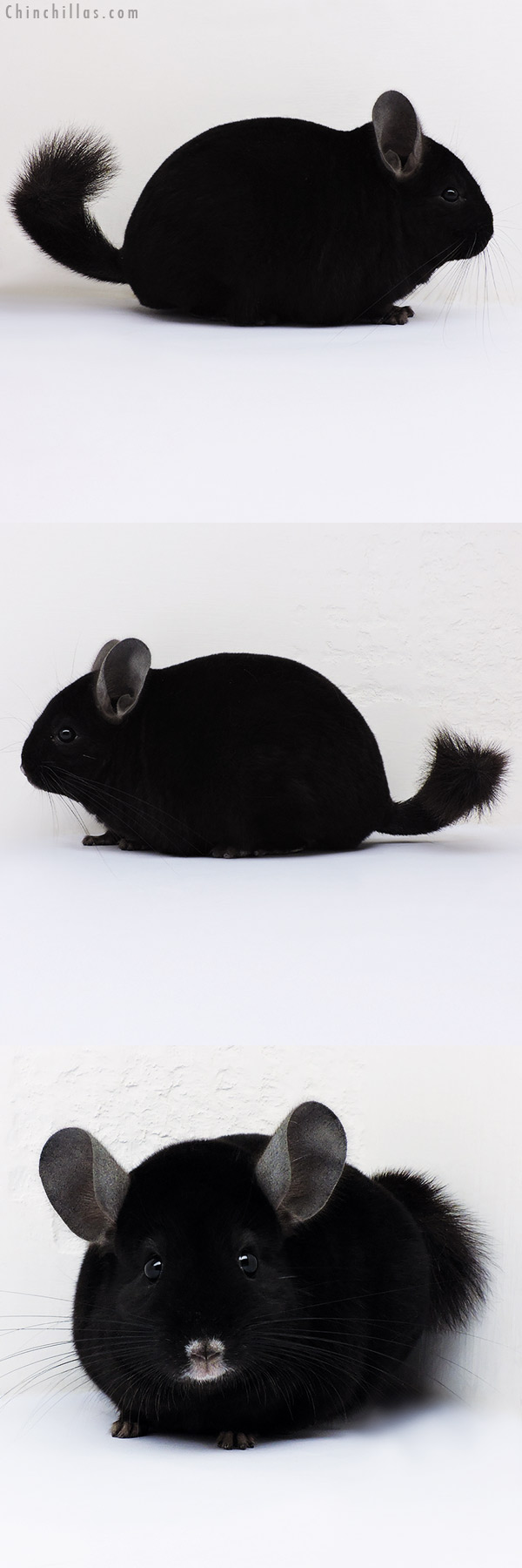 16215 Herd Improvement Quality Ebony Male Chinchilla