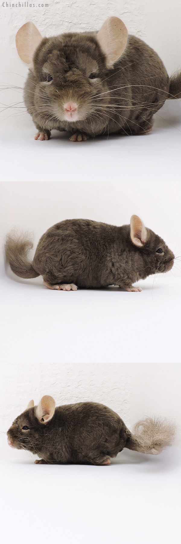 16225 Tan Locken Male Chinchilla