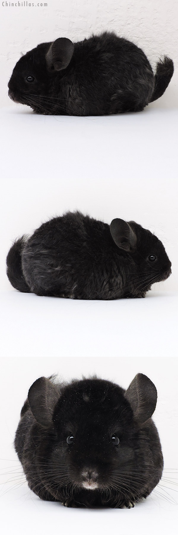 16235 Exceptional Full Locken Female Chinchilla