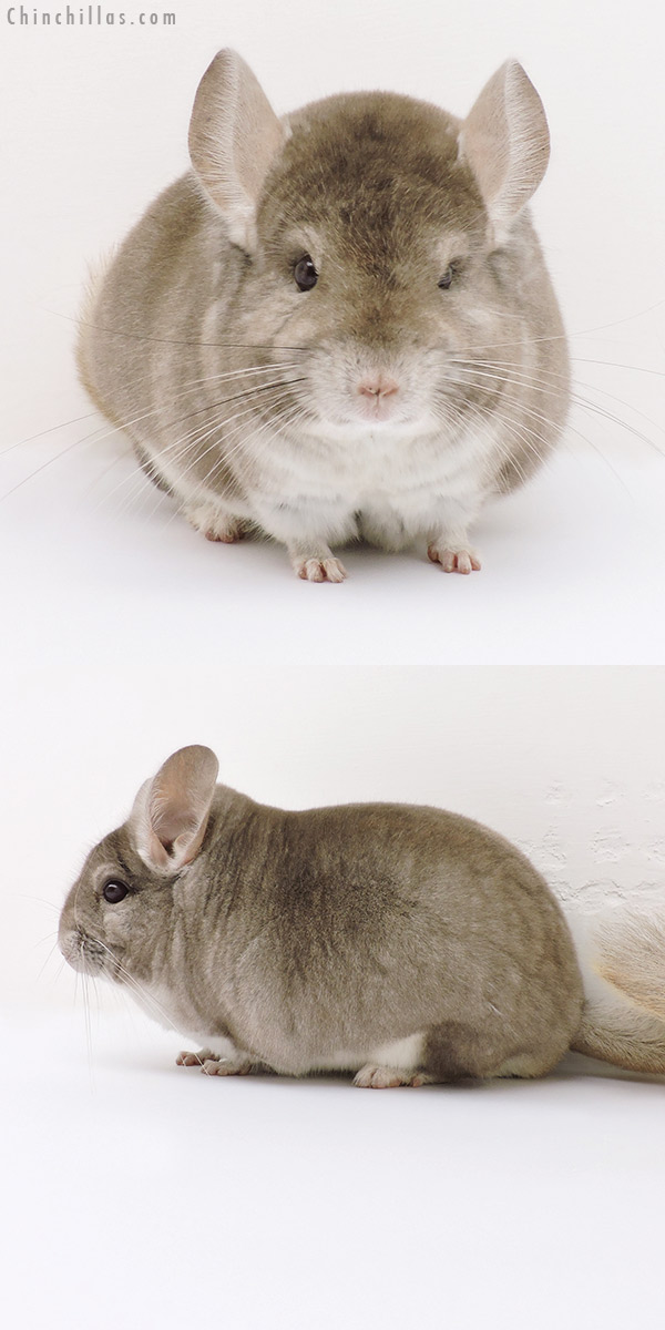 16222 Large Blocky Show Quality Beige Male Chinchilla