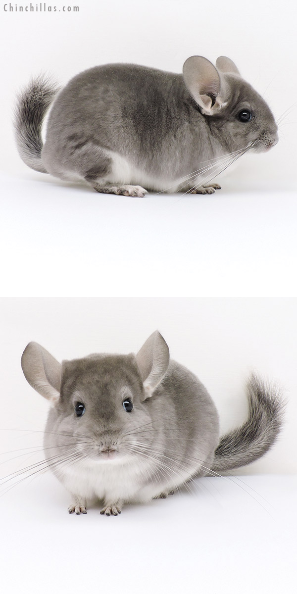 16234 Show Quality Violet Female Chinchilla