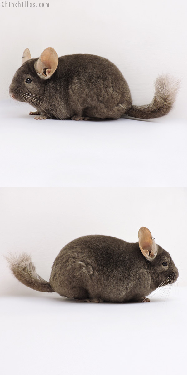 16236 Large Show Quality Tan Female Chinchilla