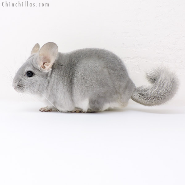 16217 Top Show Quality Blue Diamond Male Chinchilla