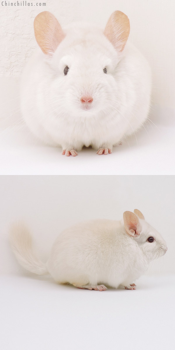 16227 Goldbar Male Chinchilla