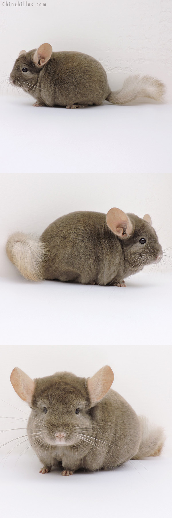 16220 Tan Male Chinchilla