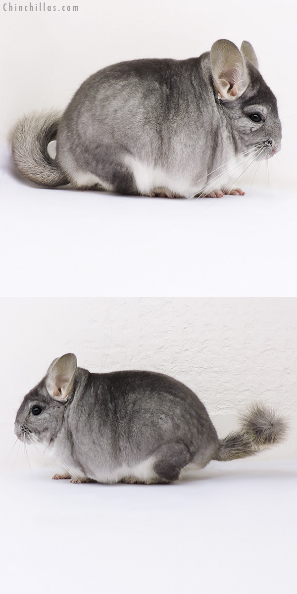 16216 Show Quality Sapphire Male Chinchilla