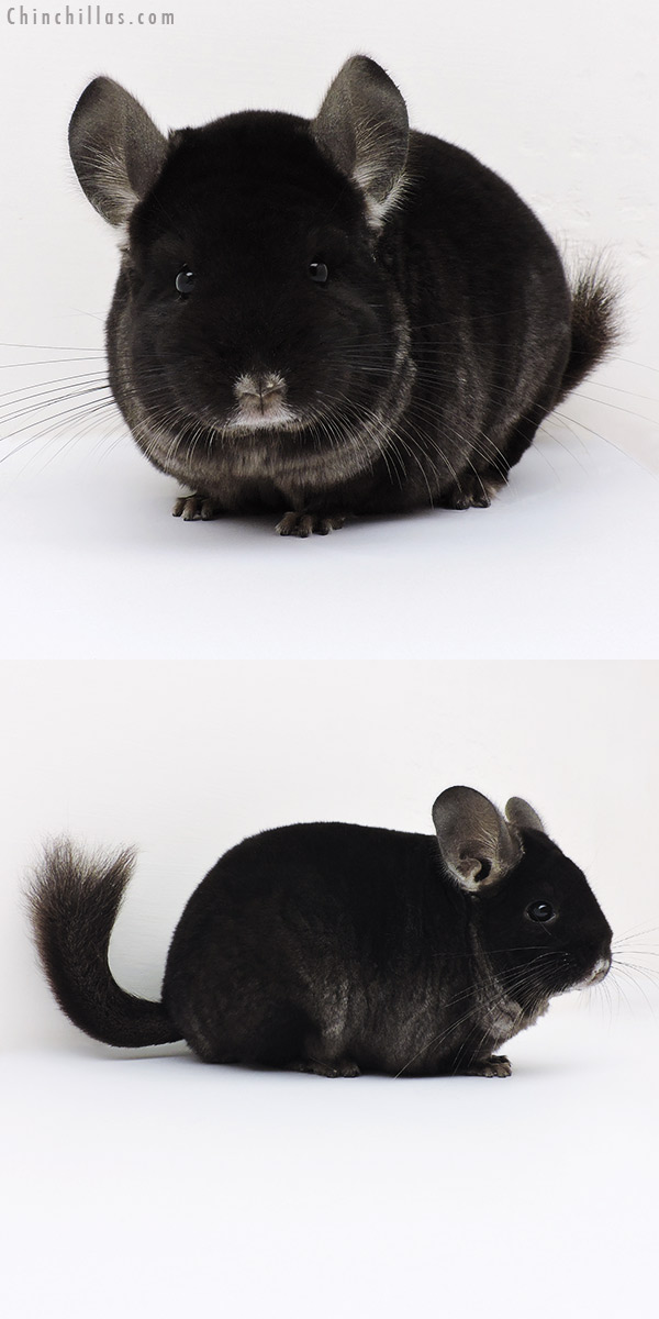 16229 Extra Large Premium Production Quality TOV Ebony Female Chinchilla