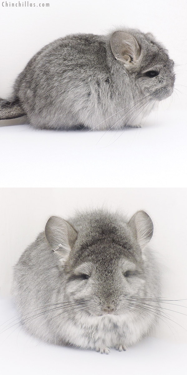 16240 Exceptional Standard G2  Royal Persian Angora Female Chinchilla with Lion Mane