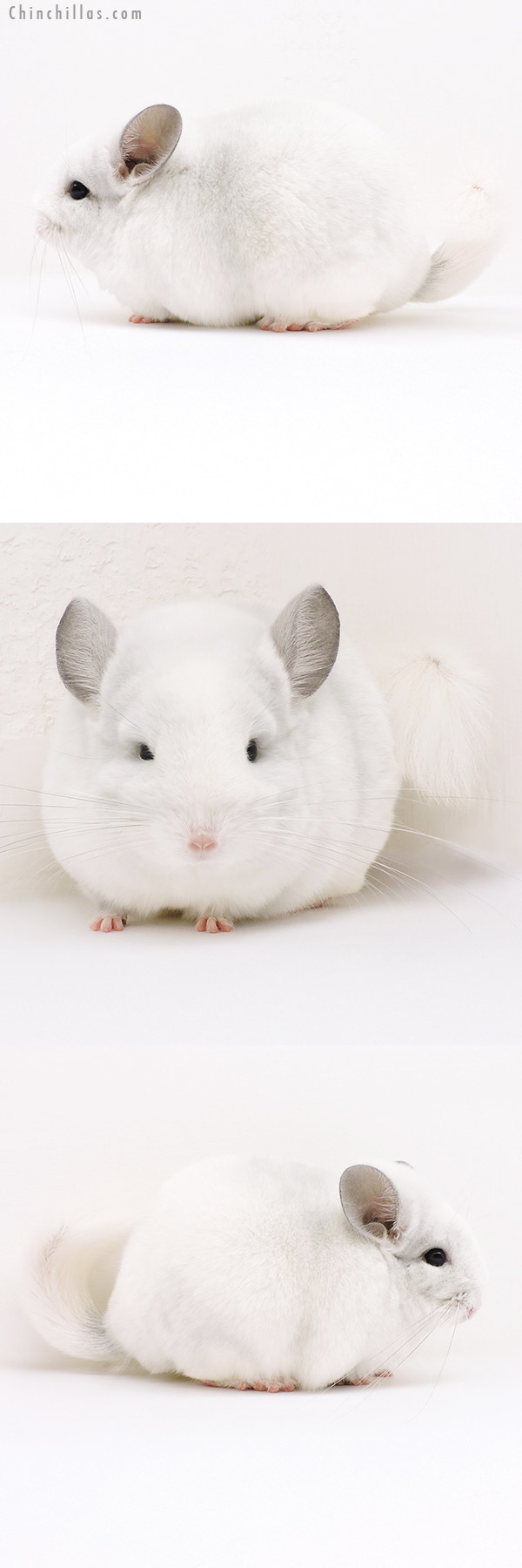 16244 Blocky Premium Production Quality Violet & White Mosaic Female Chinchilla