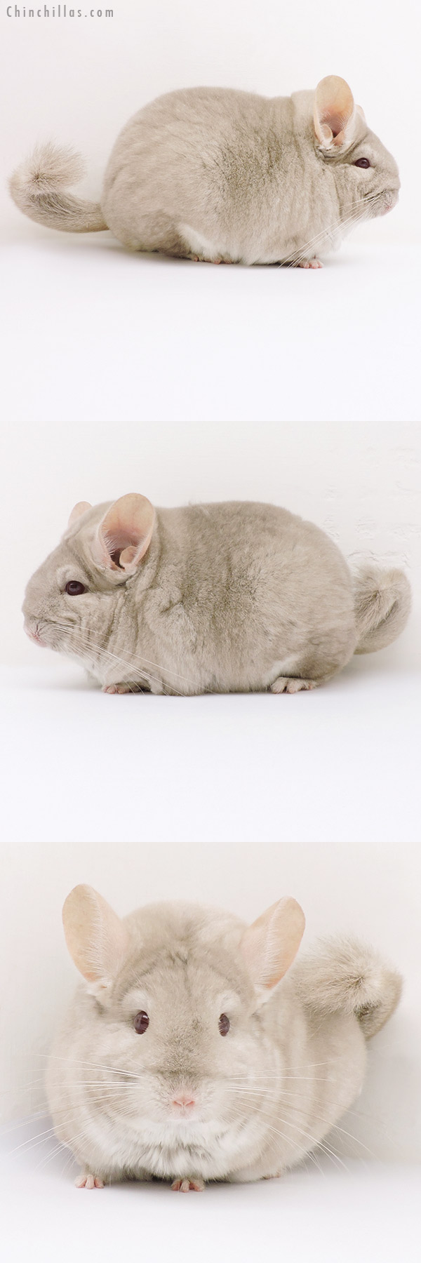 16243 Large Blocky Premium Production Quality Homo Beige Female Chinchilla