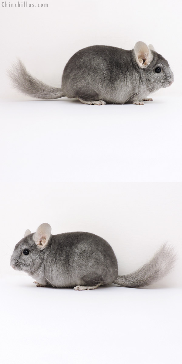 16226 Wrap Around Sapphire ( Violet Carrier ) Male Chinchilla