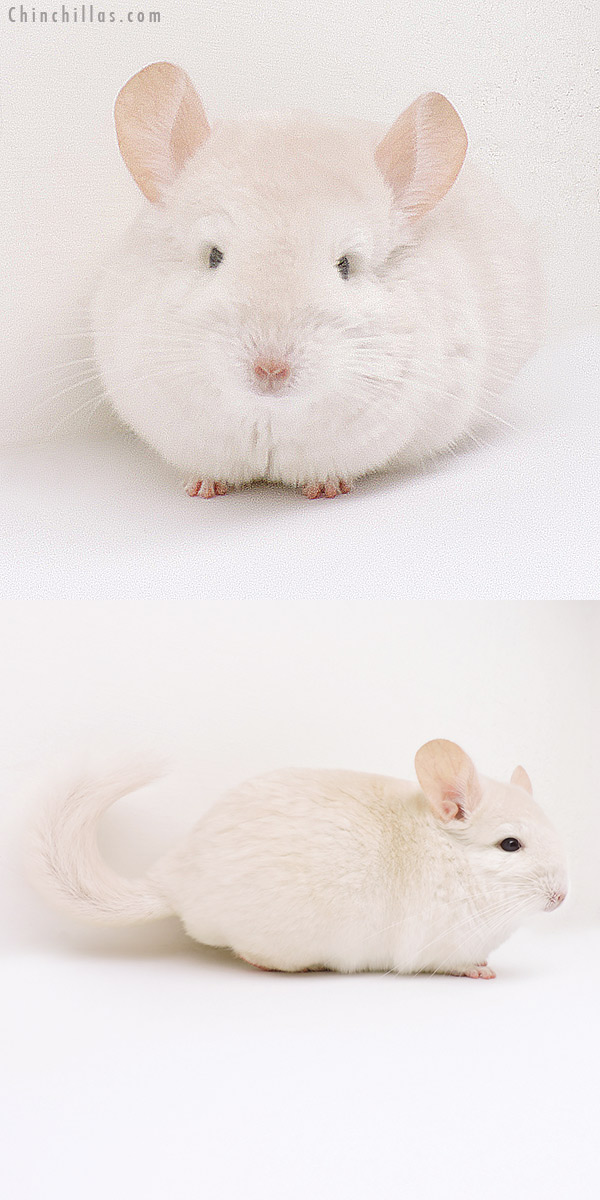 16233 Goldbar Female Chinchilla