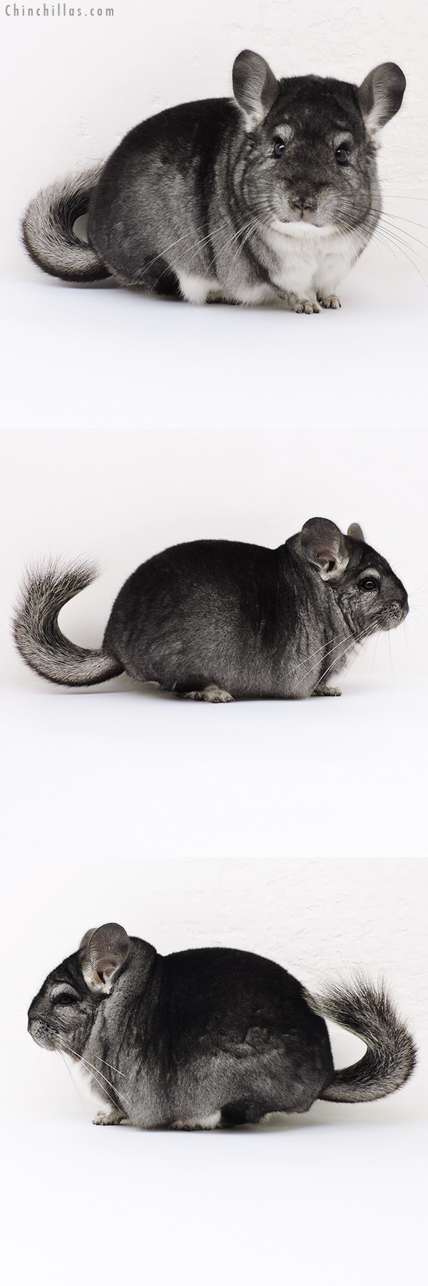 16218 Large Blocky Show Quality Standard Male Chinchilla