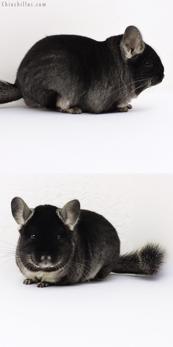 16223 Large Brevi Type Show Quality Black Velvet ( Ebony Carrier ) Male Chinchilla