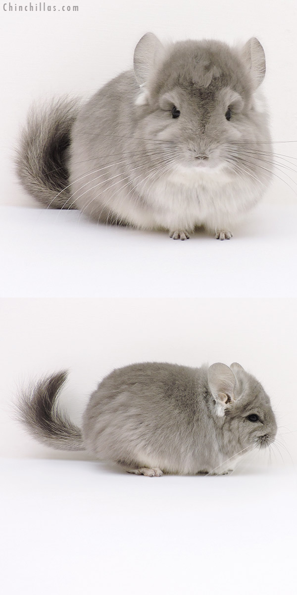 16259 Exceptional Violet  Royal Persian Angora Male Chinchilla