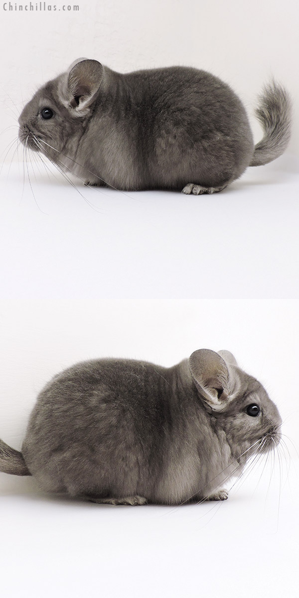 16246 Large Blocky Premium Production Quality Wrap Around Violet Female Chinchilla