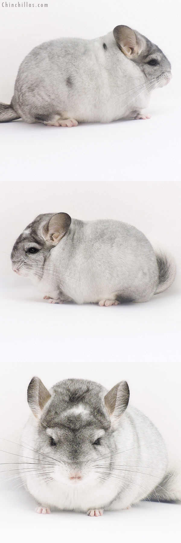 16238 Extra Large Blocky Show Quality Silver Mosaic Female Chinchilla
