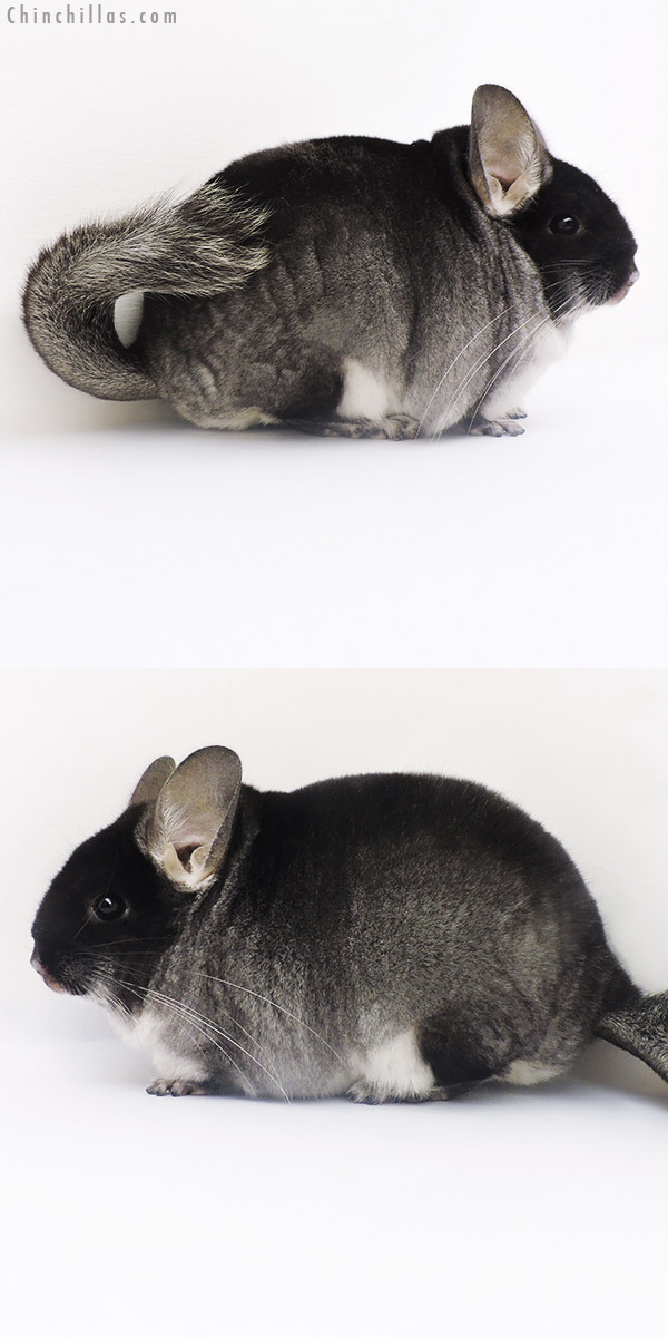 16239 Large Show Quality Black Velvet Female Chinchilla