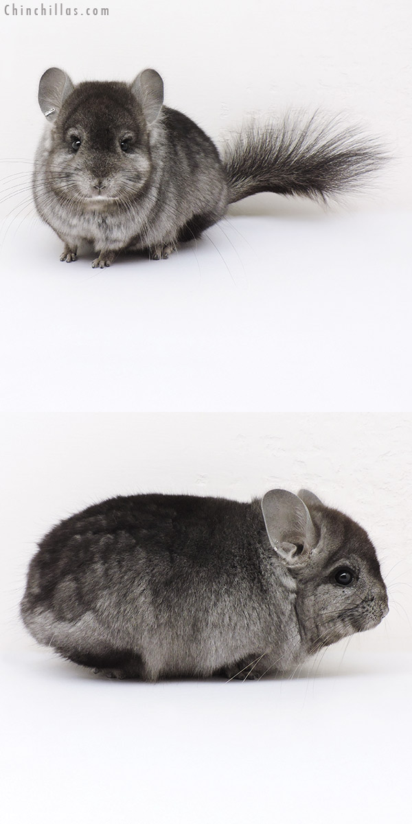 16255 Hetero Ebony  Royal Persian Angora Male Chinchilla