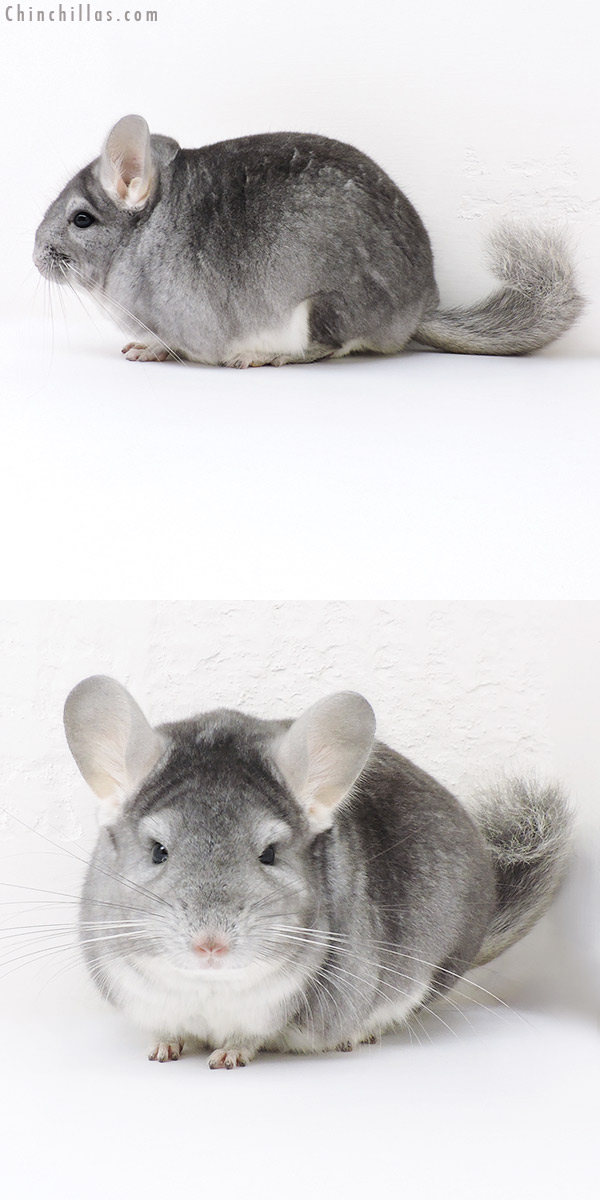 16250 Show Quality Sapphire Male Chinchilla