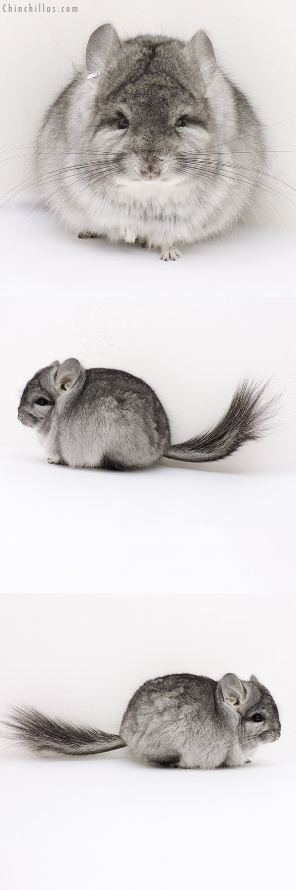 16263 Standard  Royal Persian Angora Male Chinchilla