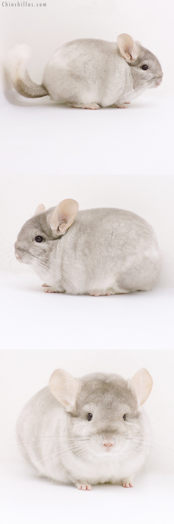 16256 Large Blocky Herd Improvement Quality Beige & White Mosaic Male Chinchilla