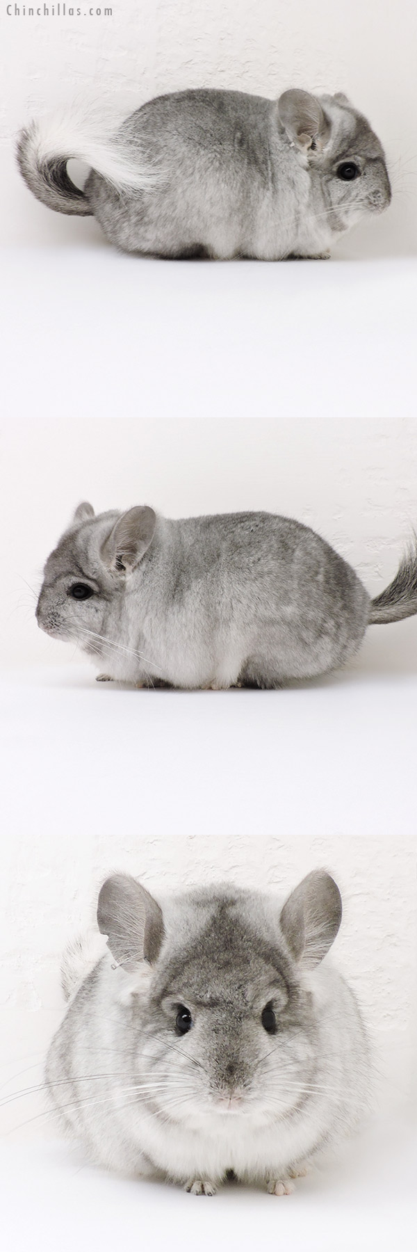 16260 Exceptional Silver Mosaic  Royal Persian Angora Male Chinchilla