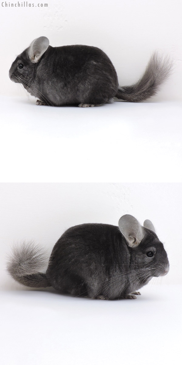 16257 Top Show Quality Dark Wrap Around Sapphire Male Chinchilla