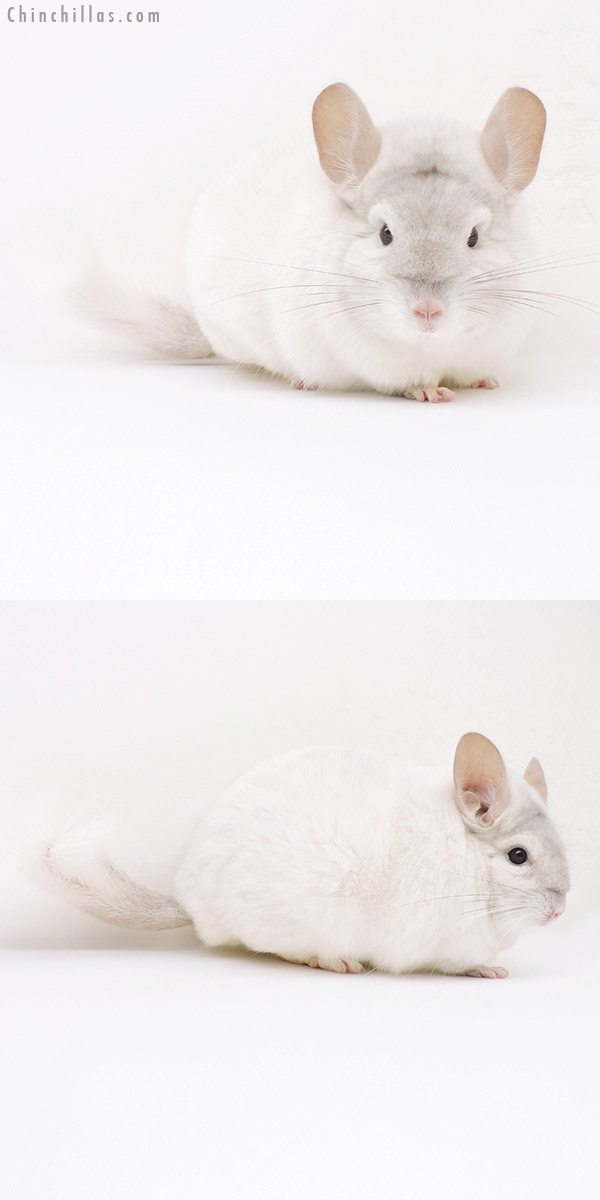 16252 Herd Improvement Quality Pink White Male Chinchilla