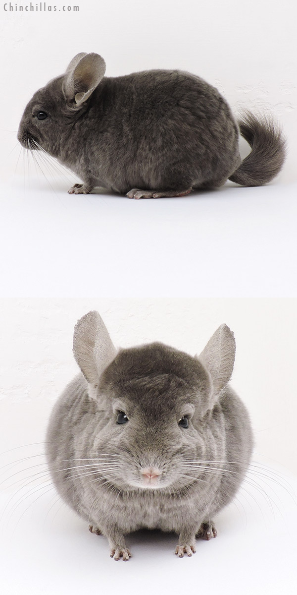 16271 Wrap Around Violet Male Chinchilla