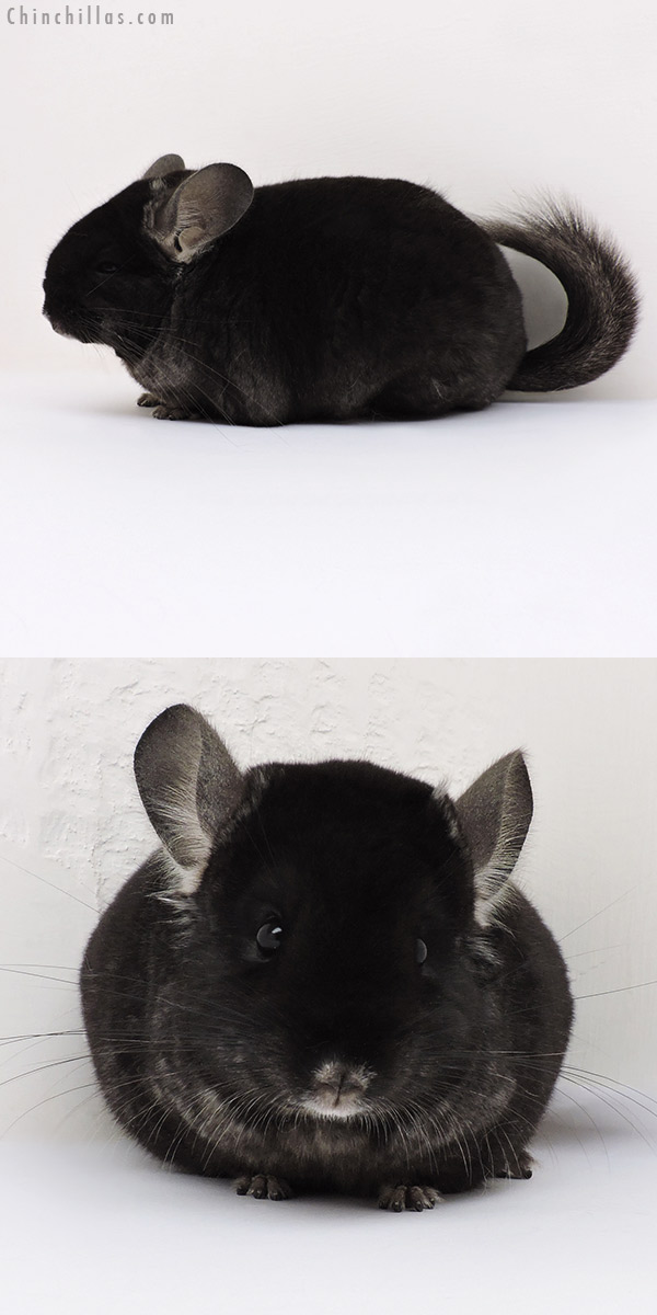 16245 Large Show Quality Brevi Type TOV Ebony Female Chinchilla