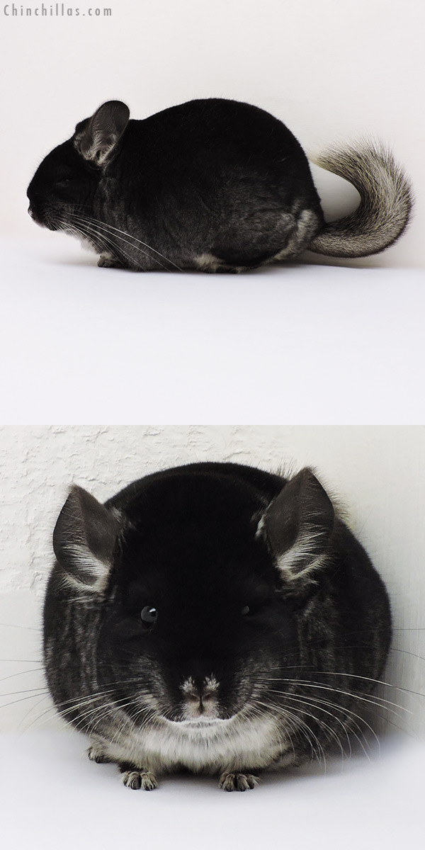 16143 Large Brevi Type Show Quality Black Velvet Female Chinchilla