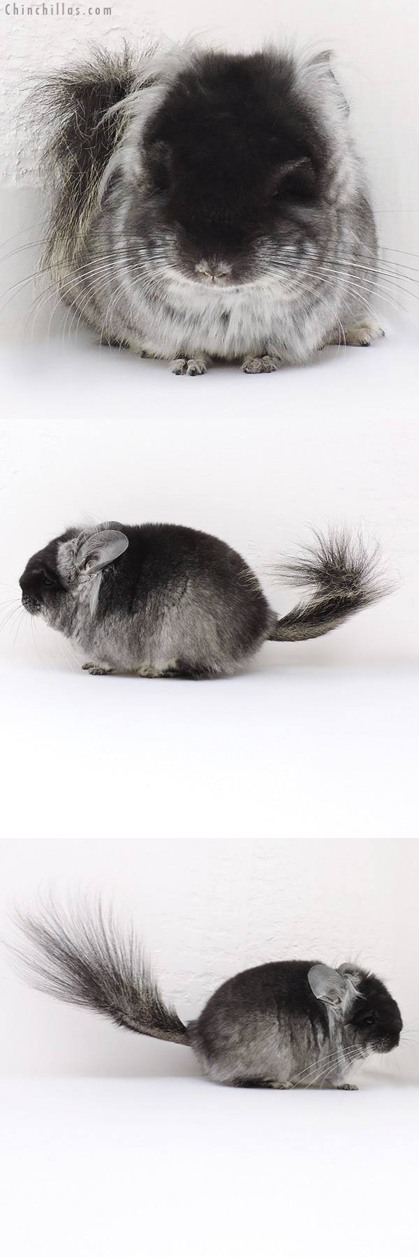 16251 Exceptional Black Velvet ( Violet Carrier )  Royal Persian Angora Male Chinchilla with long Ear Tufts
