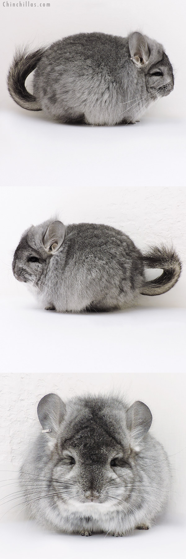 16278 Exceptional Standard  Royal Persian Angora Female Chinchilla with Lion Mane