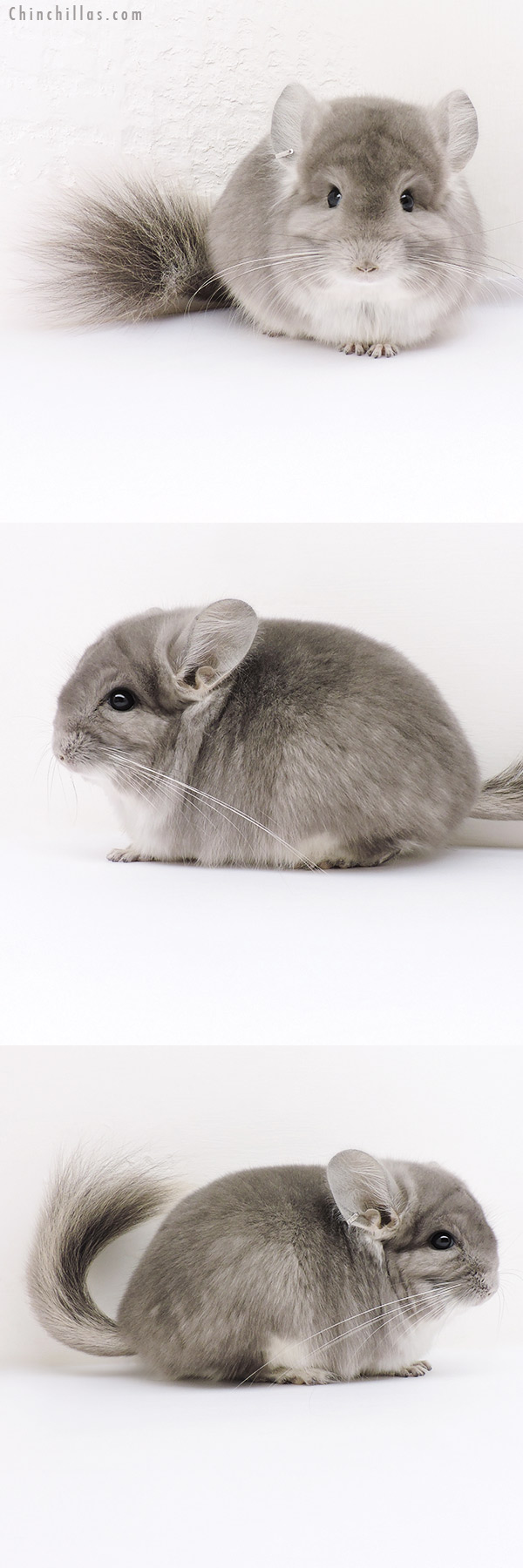 16253 Violet  Royal Persian Angora Male Chinchilla