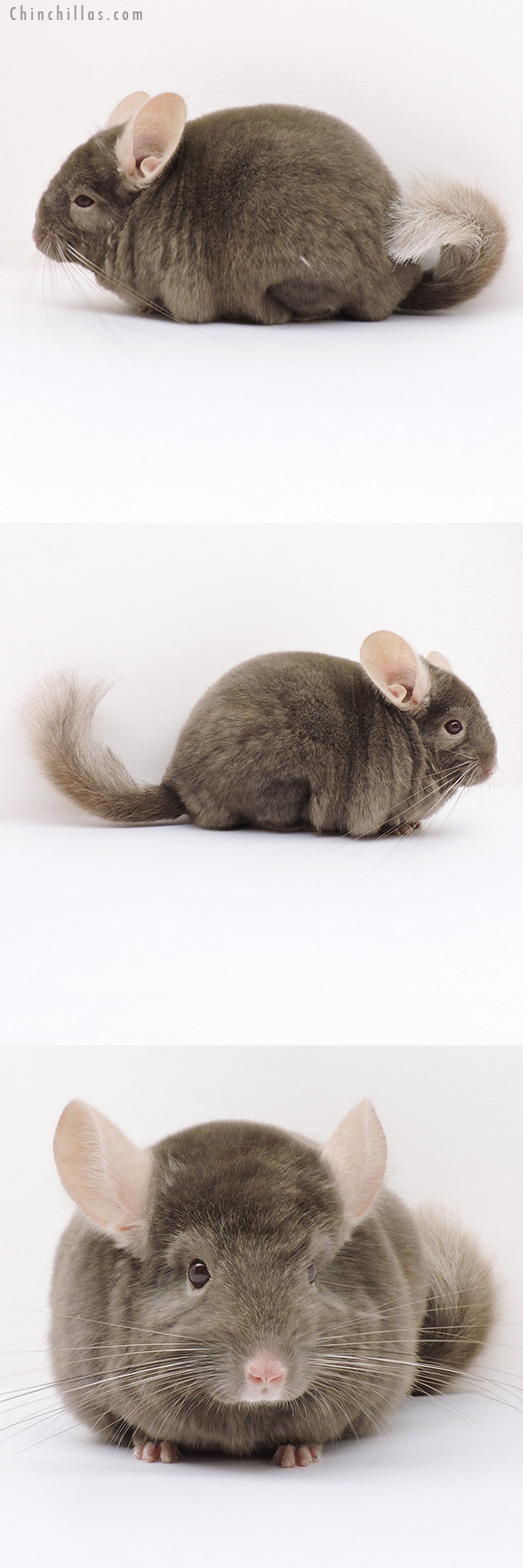 16273 Top Show Quality Tan Male Chinchilla