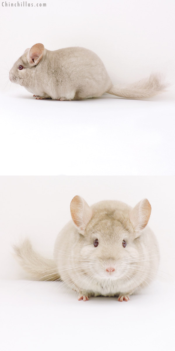 16292 Large Herd Improvement Quality Homo Beige Male Chinchilla