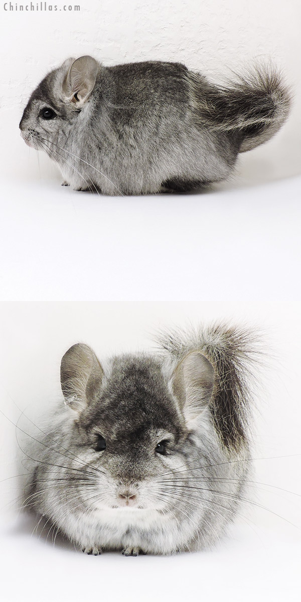 16289 Exceptional Standard  Royal Persian Angora Male Chinchilla with Lion Mane