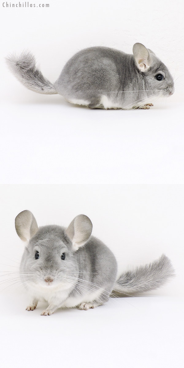 16293 Show Quality Blue Diamond Male Chinchilla