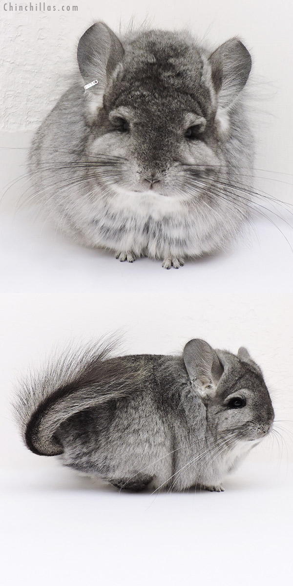 16277 Standard  Royal Persian Angora Female Chinchilla with Lion Mane