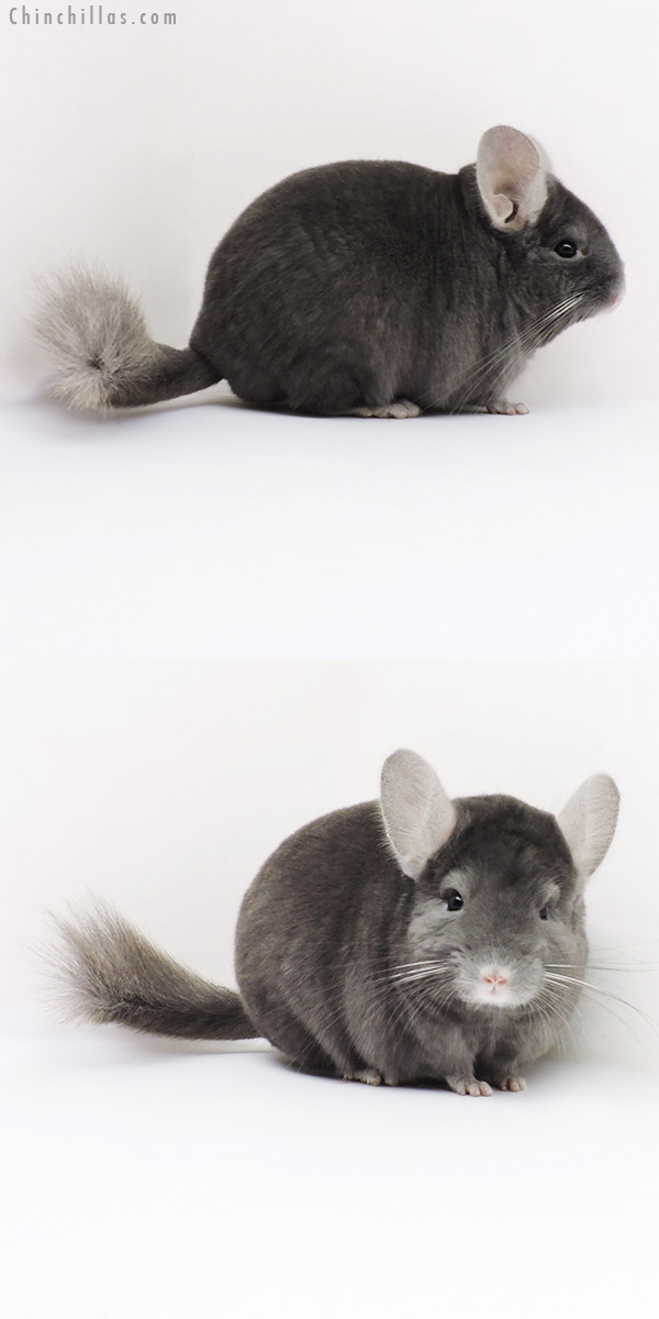 16282 Premium Production Quality Wrap Around Sapphire Female Chinchilla