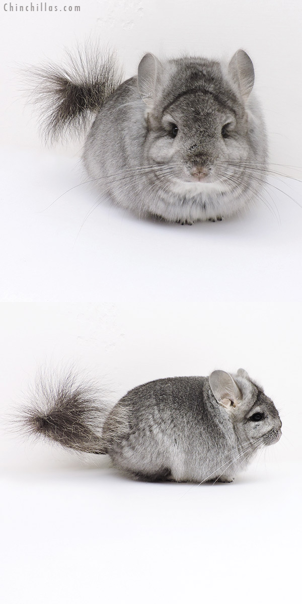 16275 Standard  Royal Persian Angora Female Chinchilla