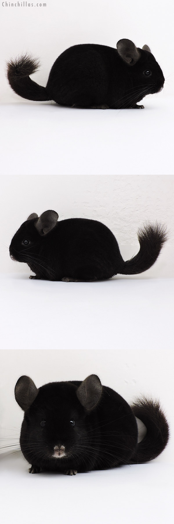 16281 Premium Production Quality Ebony Female Chinchilla