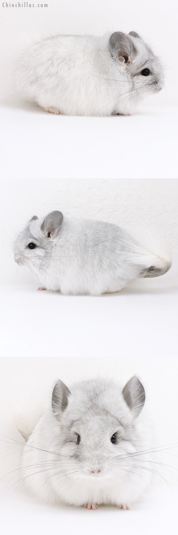 16274 Silver Mosaic  Royal Persian Angora Female Chinchilla