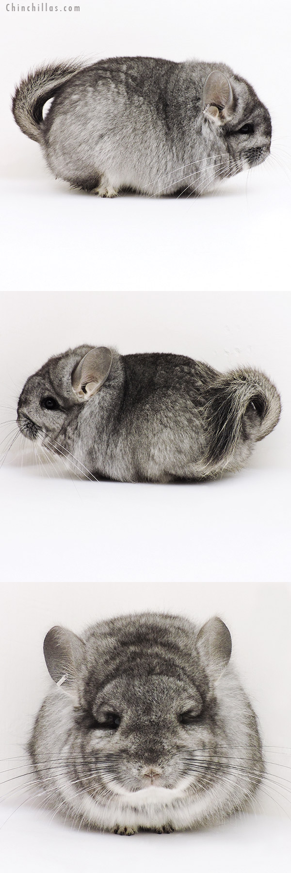 16305 Exceptional Standard  Royal Persian Angora Male Chinchilla with Lion Mane