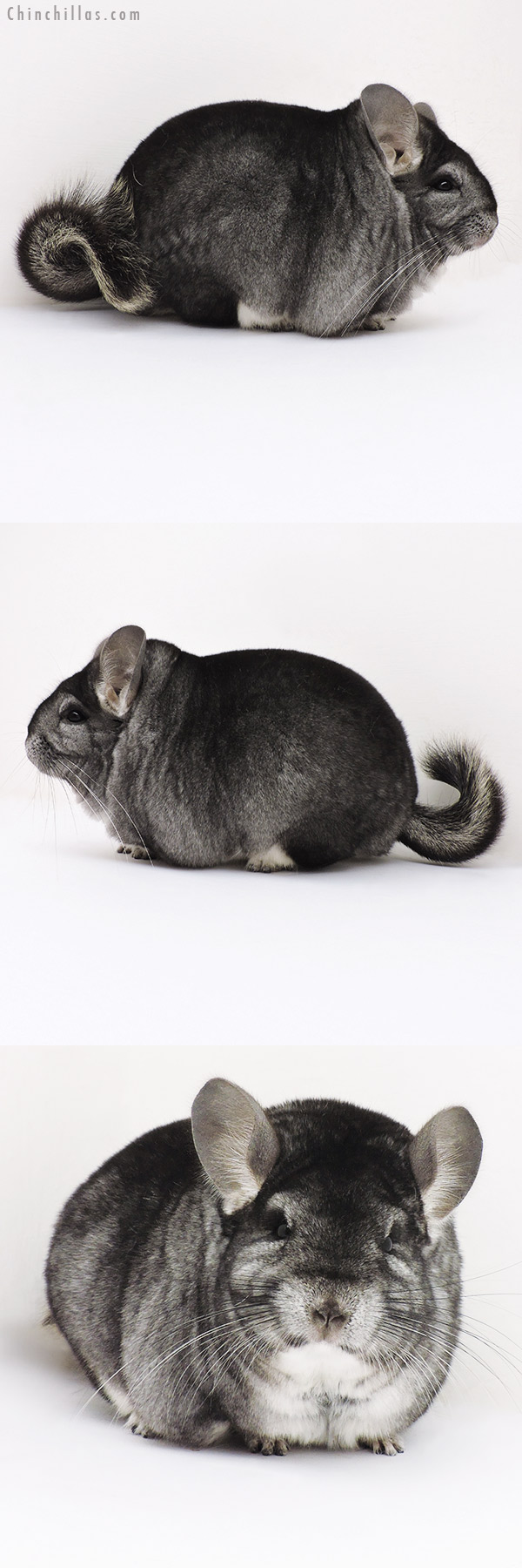 16296 Extra Large Blocky Premium Production Quality Standard Female Chinchilla