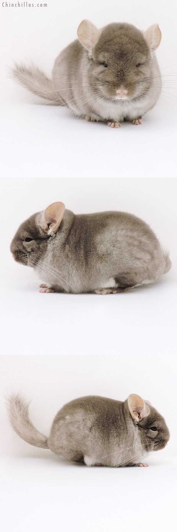 16308 Show Quality Brevi Type TOV Beige / Brown Velvet Male Chinchilla