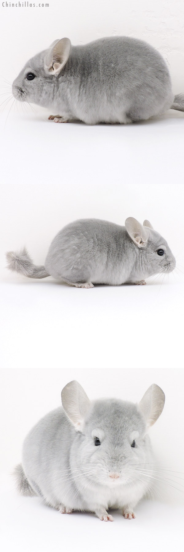 16300 Premium Production Quality Blue Diamond Female Chinchilla