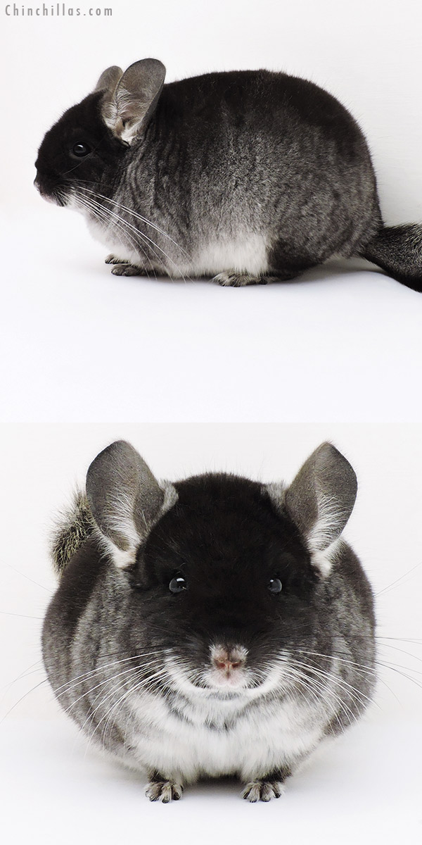 16303 Blocky Show Quality Black Velvet Male Chinchilla