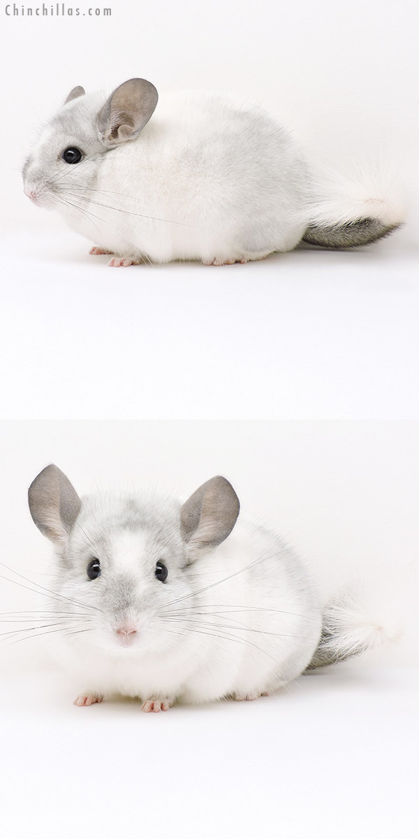 16307 Show Quality White Mosaic Male Chinchilla